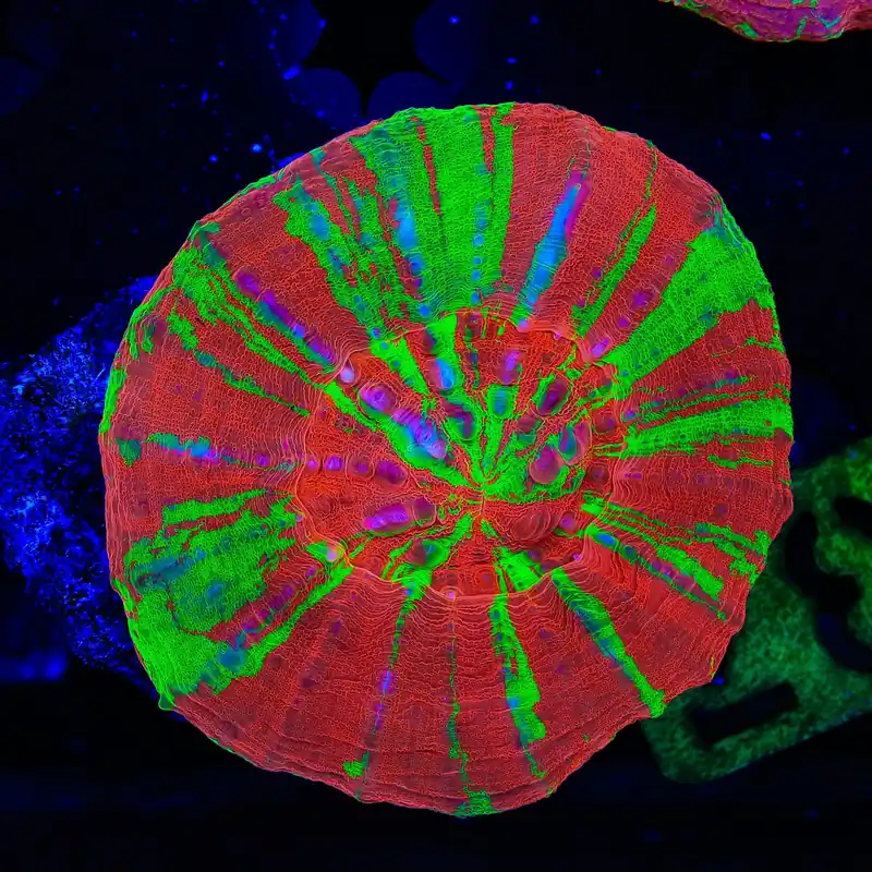Bleeding Apple Scolymia Coral - TSA Coral