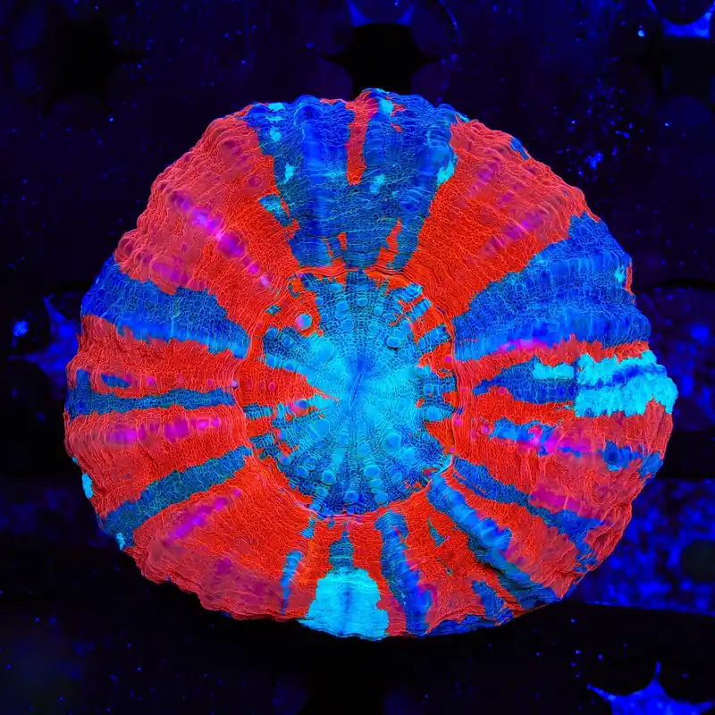 Ultra Scolymia Coral - TSA Coral