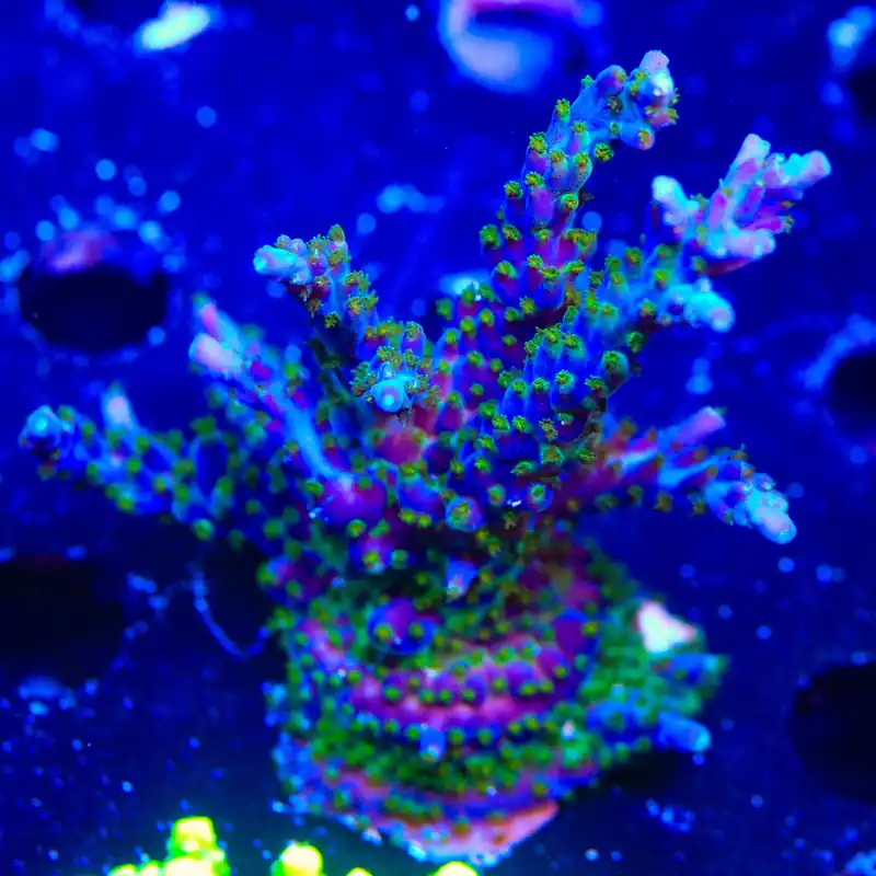 Tricolor Valida Acropora XL Frag Coral - TSA Coral