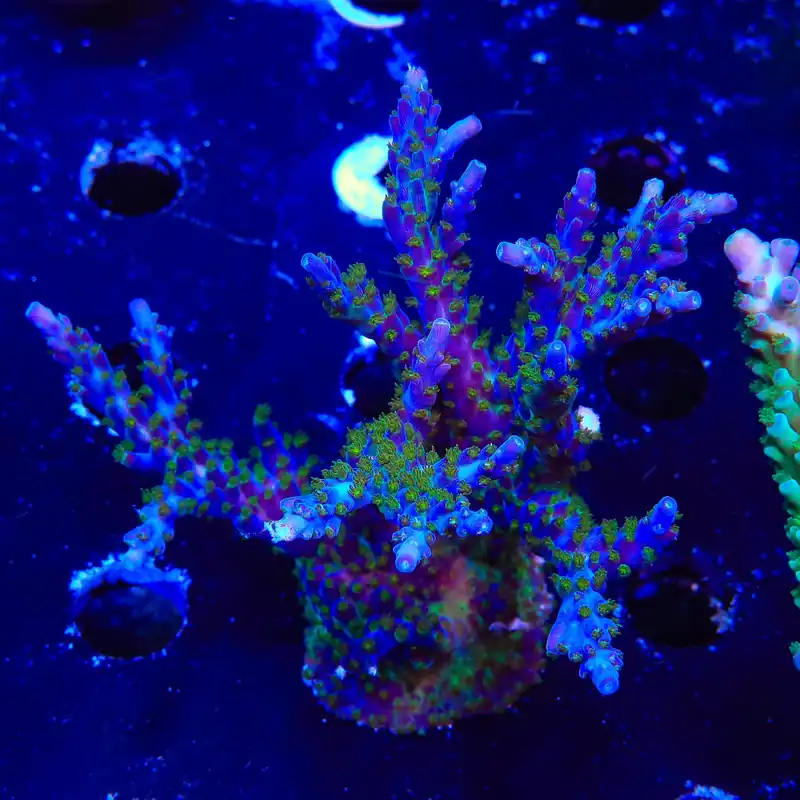 Tricolor Valida Acropora Colony Coral - TSA Coral