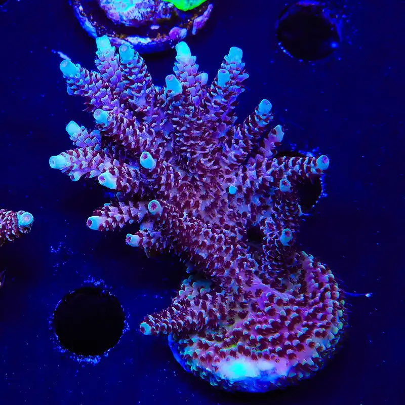 TSA Rainbow Sherbet Acropora XL Frag Coral - TSA Coral