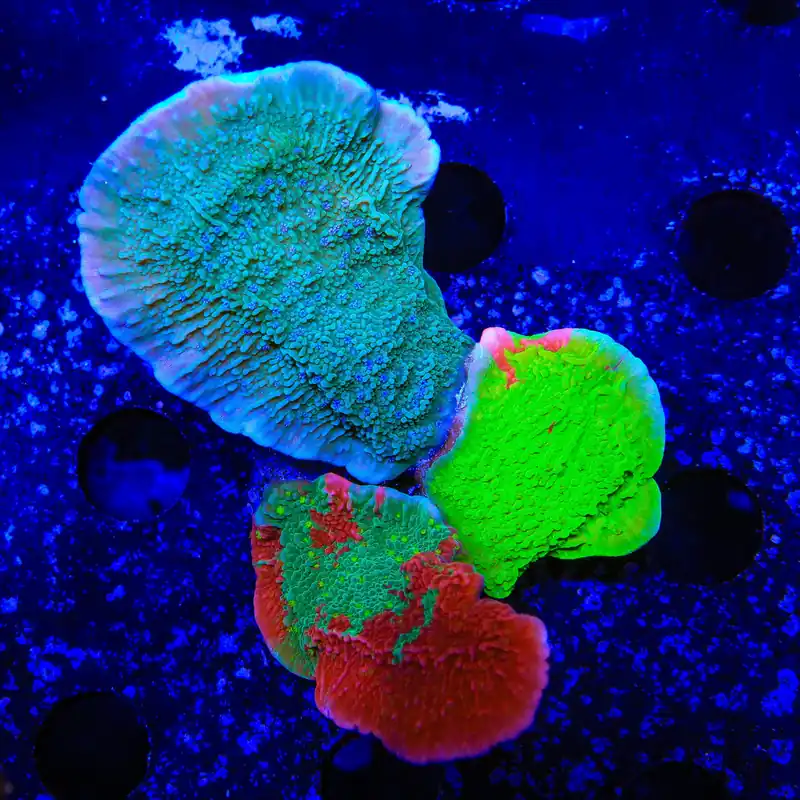 Combo Montipora Colony Coral - TSA Coral
