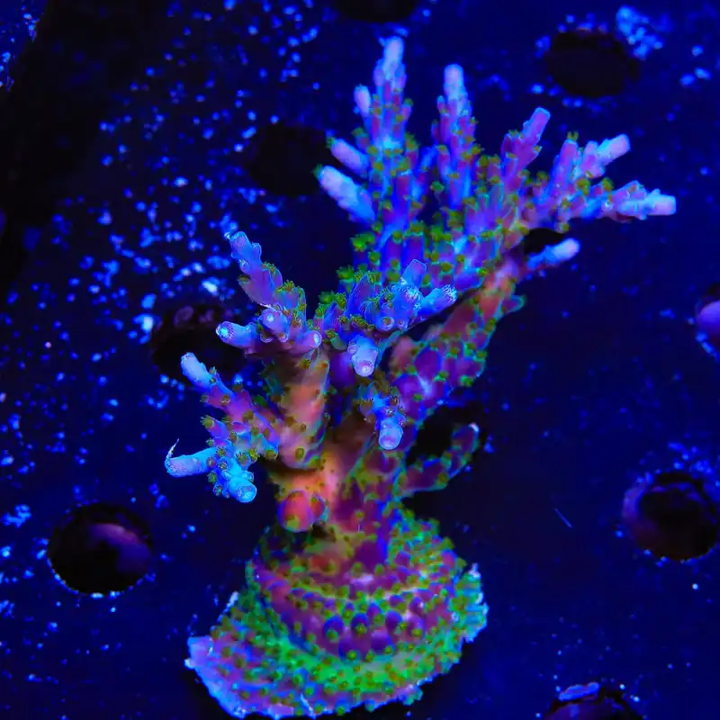 Tricolor Valida Acropora XL Frag Coral - TSA Coral