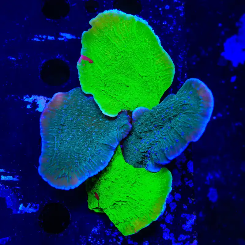Combo Montipora Colony Coral - TSA Coral