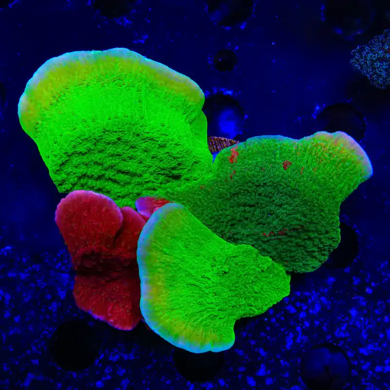 Combo Montipora Colony Coral - TSA Coral