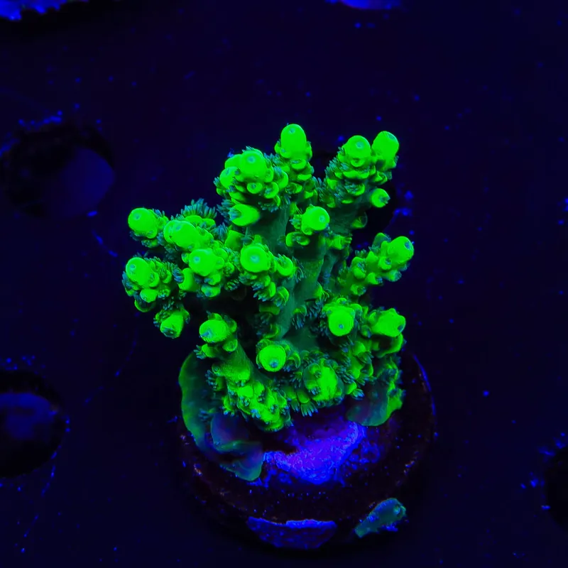 TSA Pineapple Juice Acropora Coral - TSA Coral