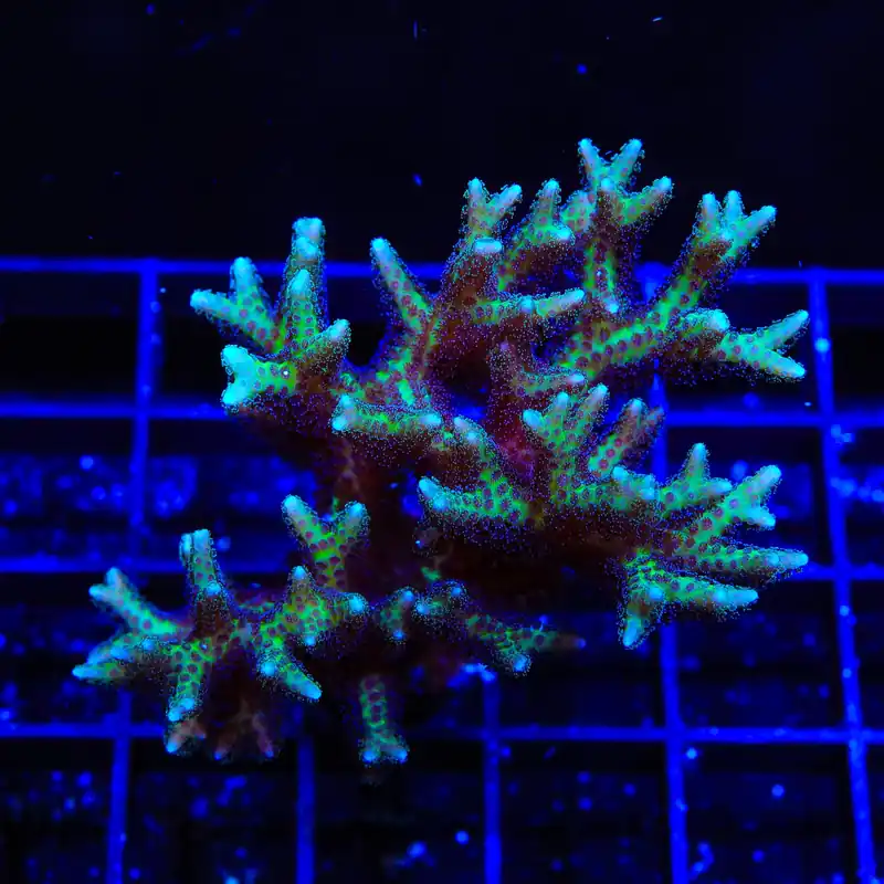 TSA Pink Birdsnest Colony Coral - TSA Coral