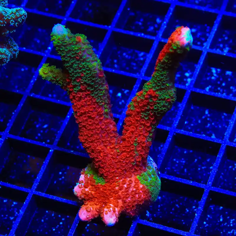 Contraband Montipora Digitata XL Frag Coral - TSA Coral