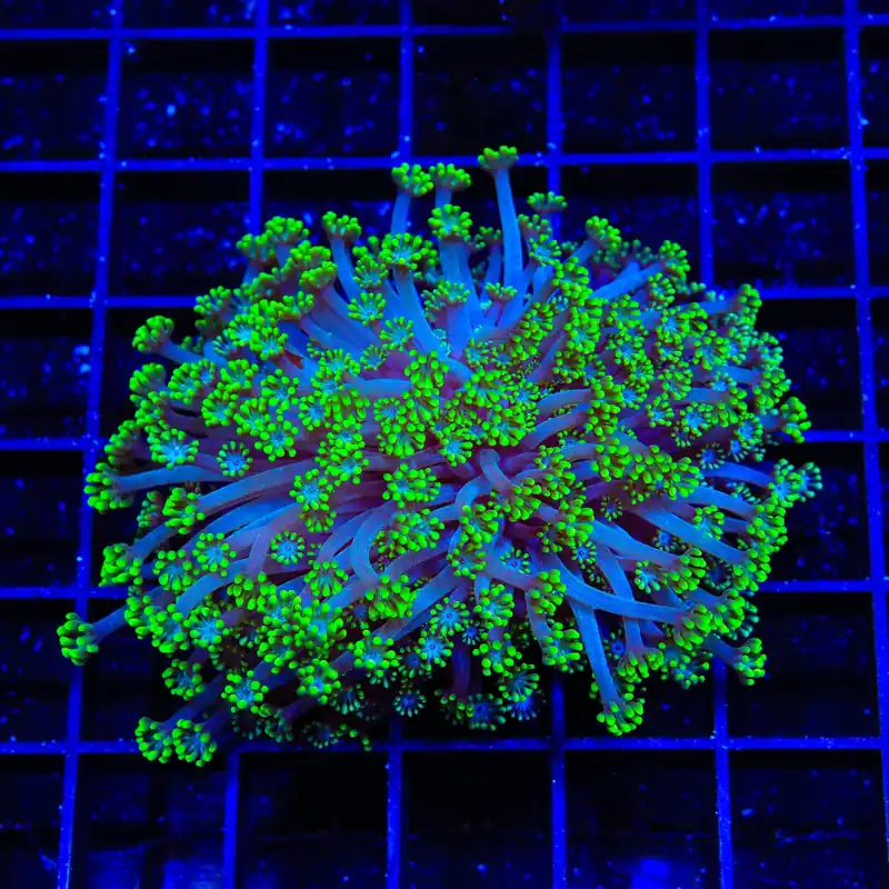 Bright Eye Alveopora XL Frag Coral - TSA Coral
