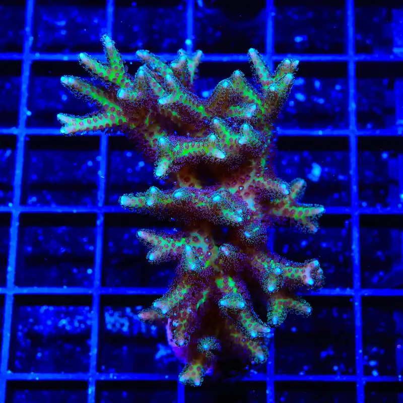 TSA Pink Birdsnest Colony Coral - TSA Coral