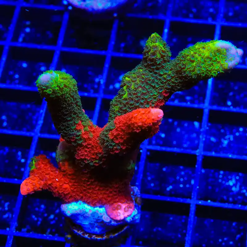 Contraband Montipora Digitata XL Frag Coral - TSA Coral