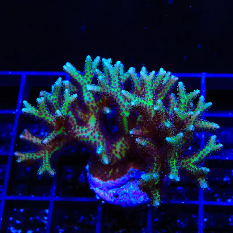 TSA Pink Birdsnest Colony Coral - TSA Coral
