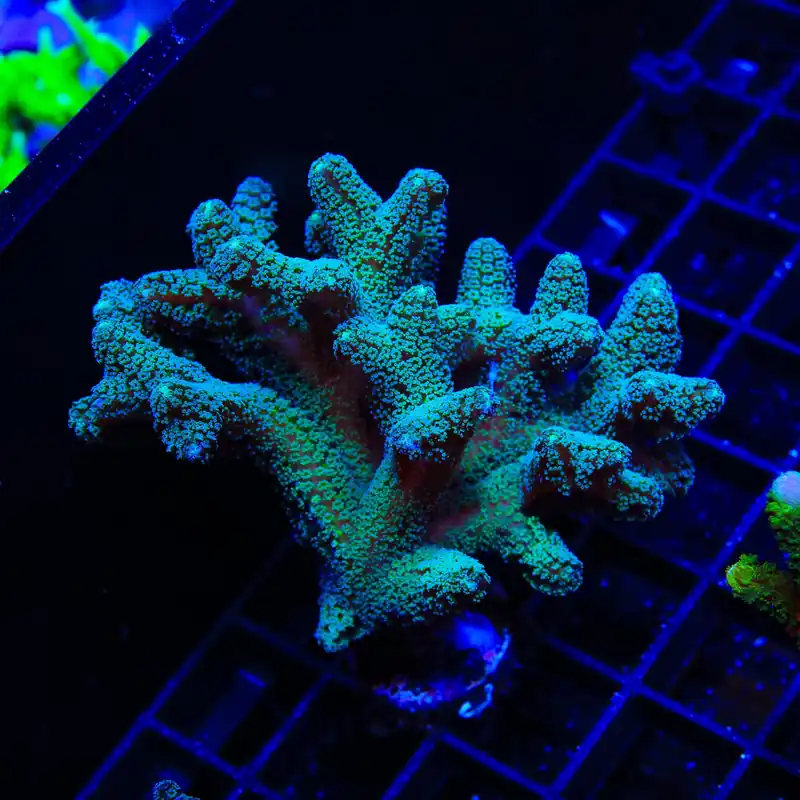 ORA Bird of Paradise Birdsnest Colony Coral - TSA Coral