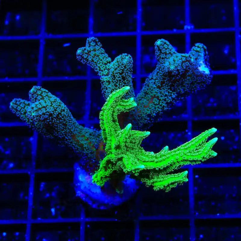 TSA Jade Dragon Combo Birdsnest XL Frag Coral - TSA Coral