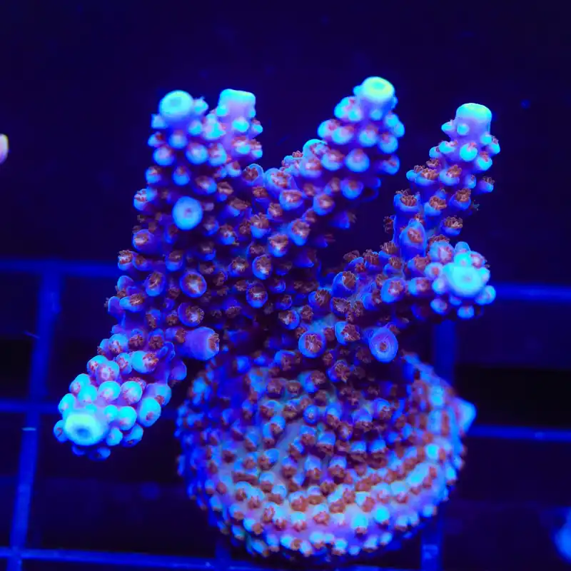 ARC Fireworks Acropora XL Frag Coral - TSA Coral