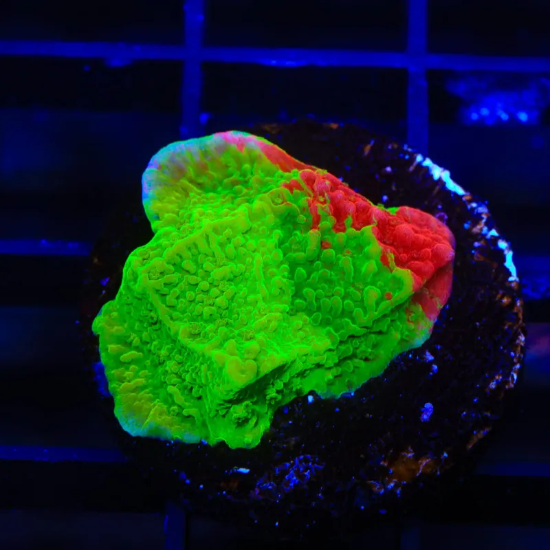 TSA Mind Meld Triple Grafted Montipora Coral - TSA Coral
