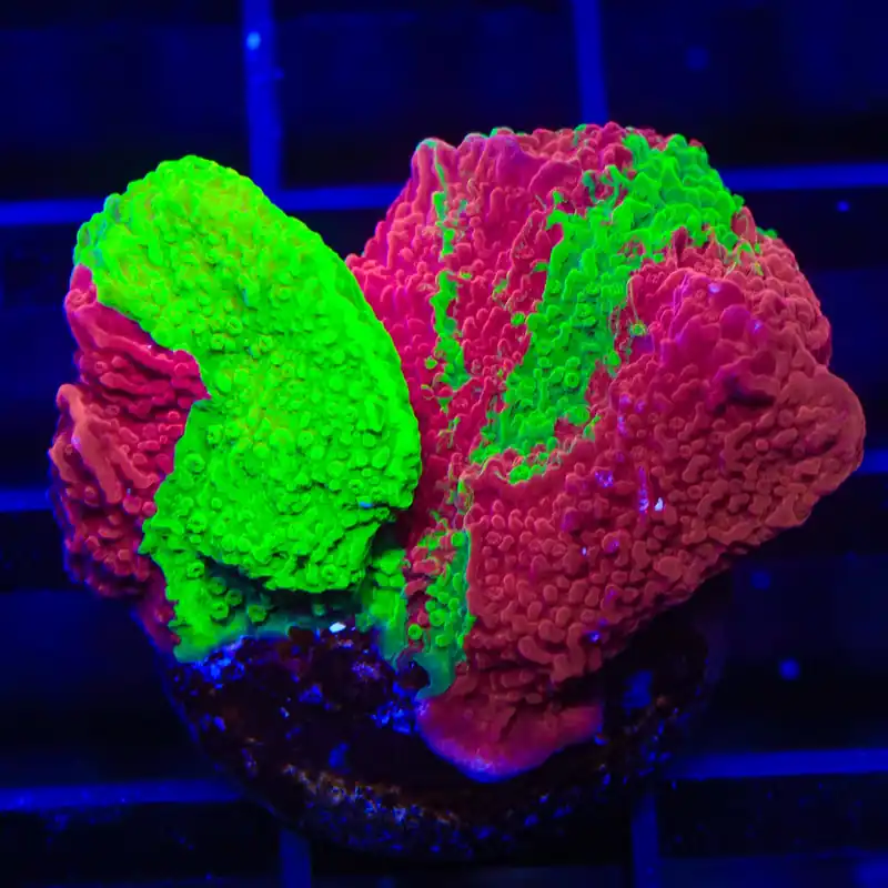 TSA Mind Meld Triple Grafted Montipora XL Frag Coral - TSA Coral