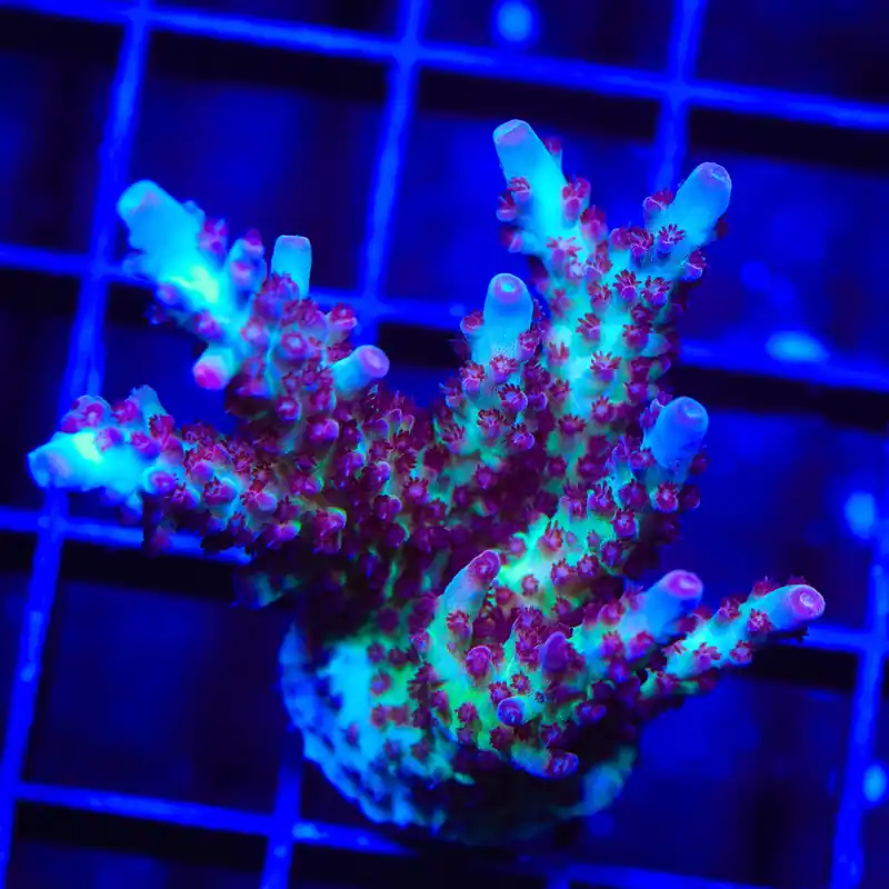 Vivids Rainbow Delight Acropora XL Frag Coral - TSA Coral