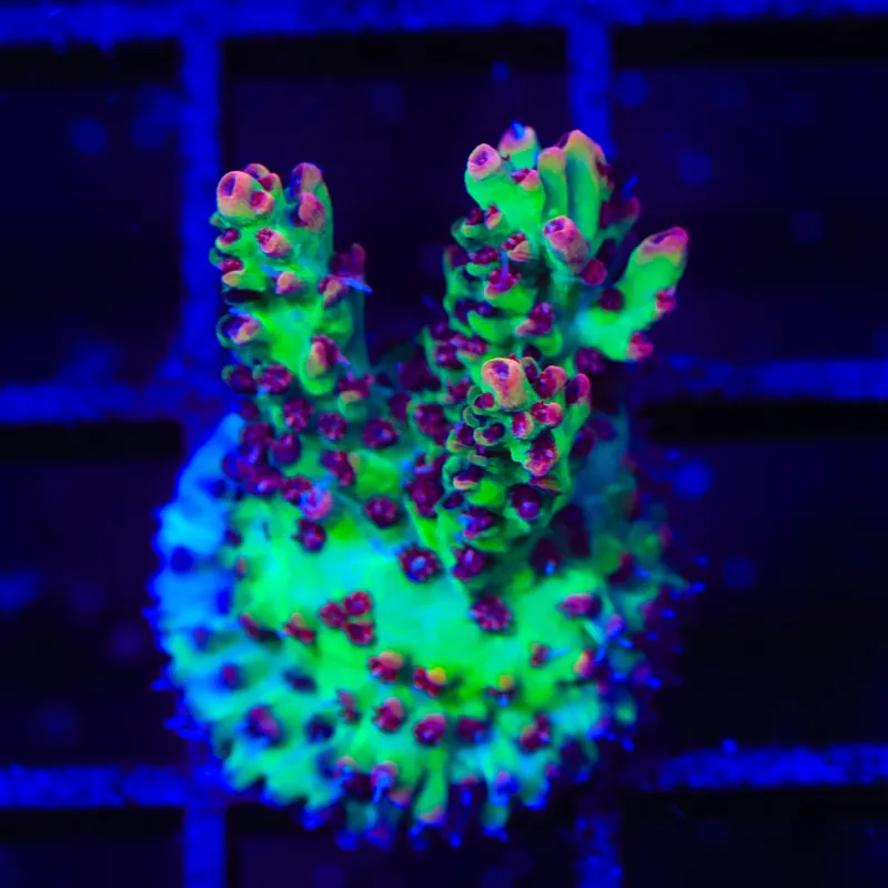 TSA Strawberry Shortcake Acropora Coral - TSA Coral