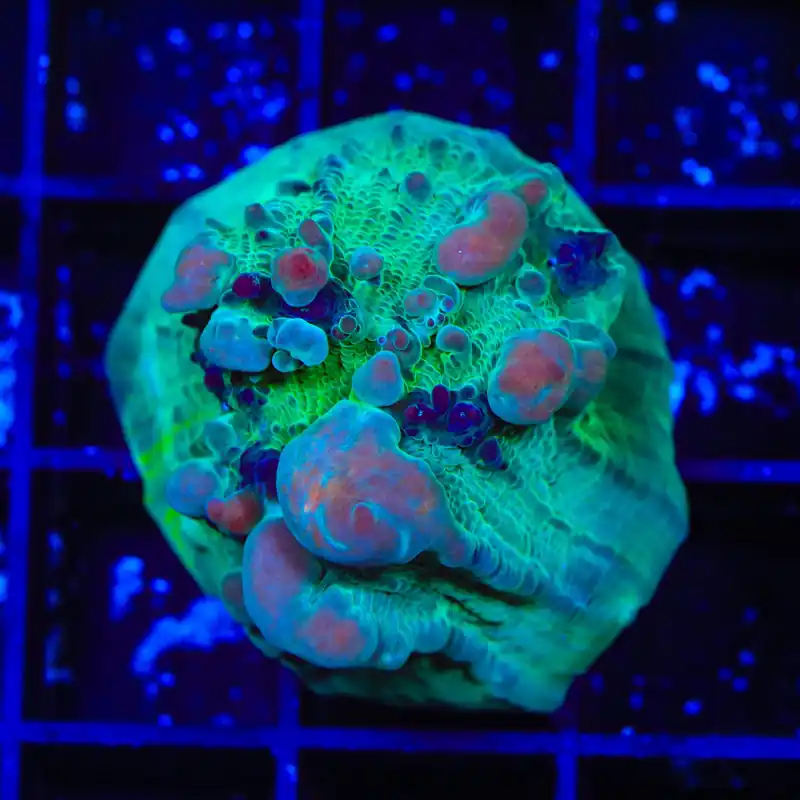 Teal Cosmic Candy Bounce Chalice Coral - TSA Coral
