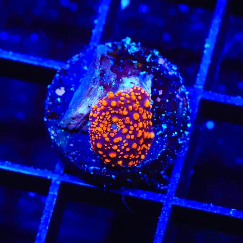 Interstellar Mushroom Coral - TSA Coral