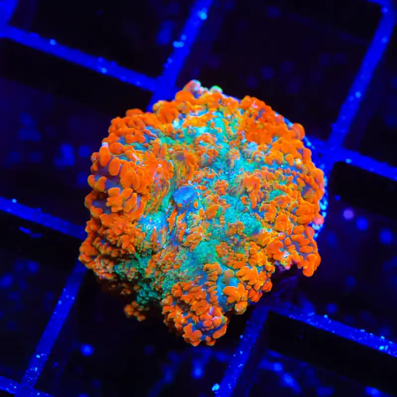 TSA Tango Bango Mushroom Coral - TSA Coral