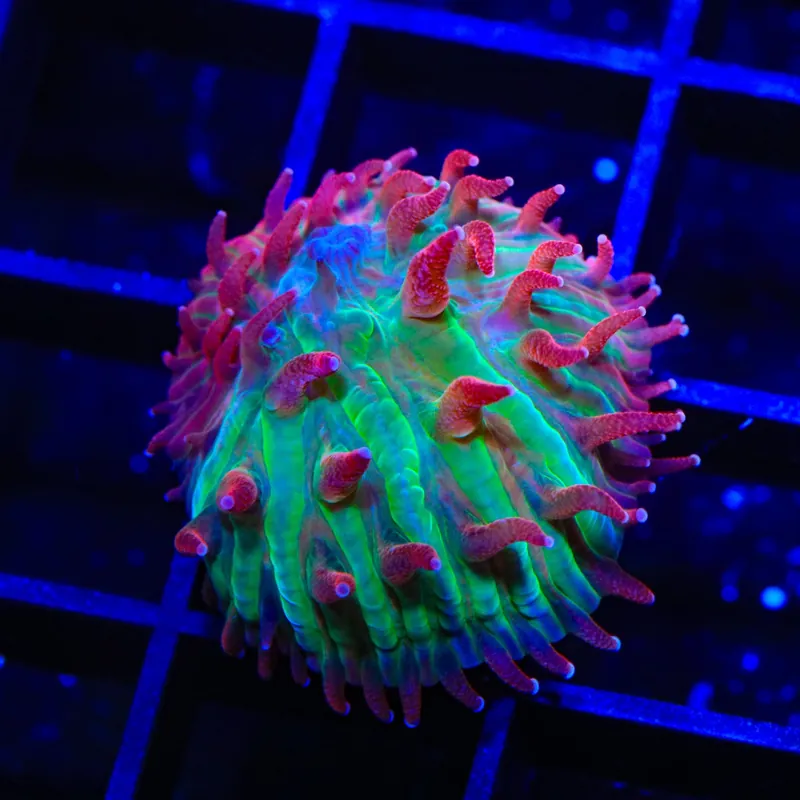 TSA Strawberry Ice Aquacultured Plate Coral - TSA Coral