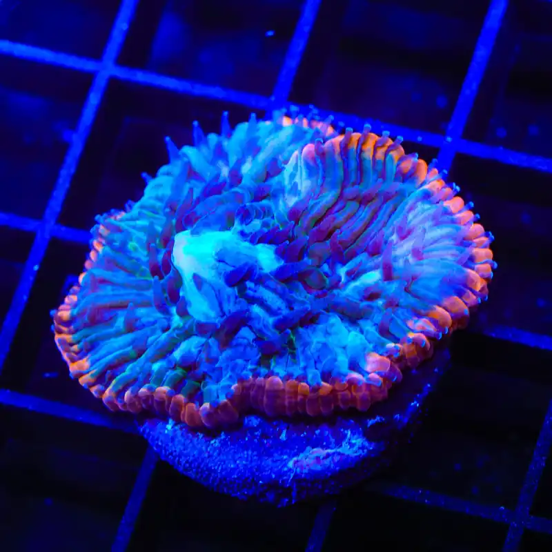 TSA Popsicle Aquacultured Plate Coral - TSA Coral