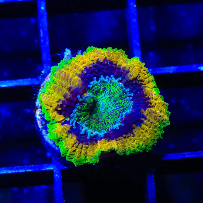 Mardi Gras Acan Coral - TSA Coral
