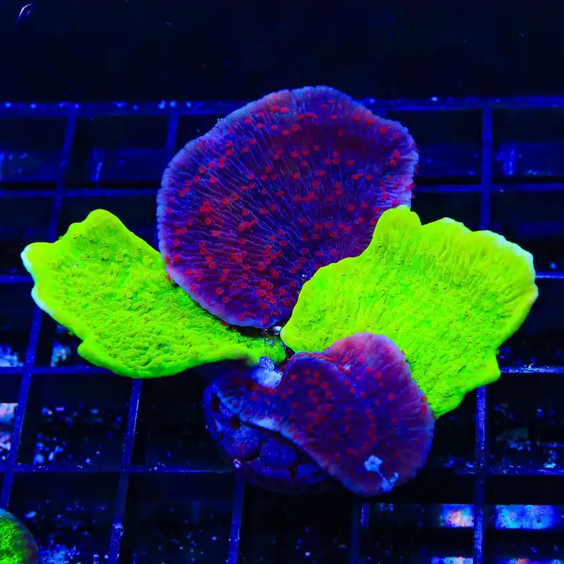 Combo Montipora Colony Coral - TSA Coral