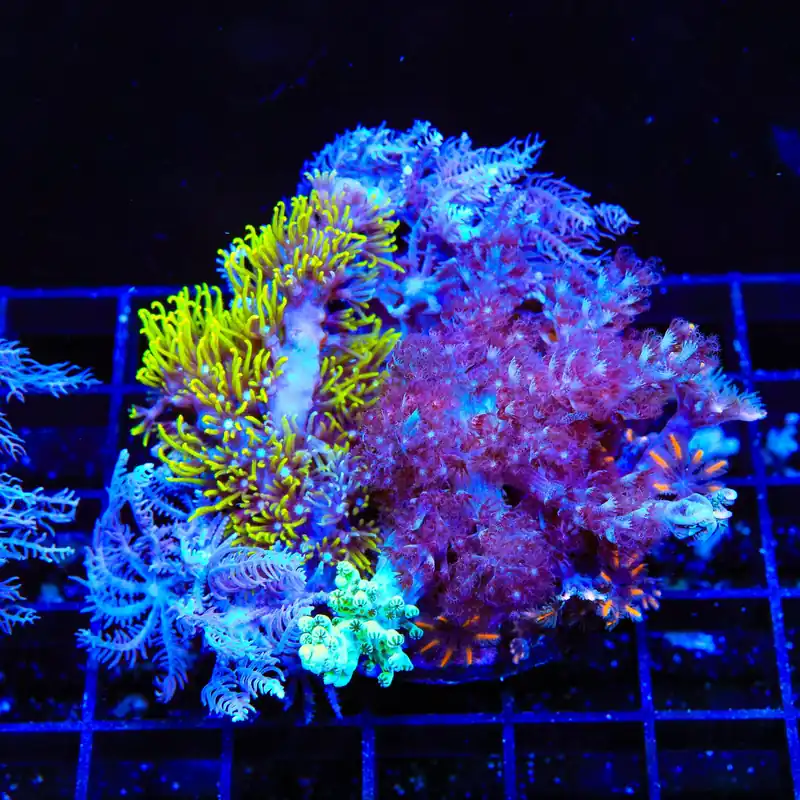 Soft Coral Combo Leather Coral - TSA Coral