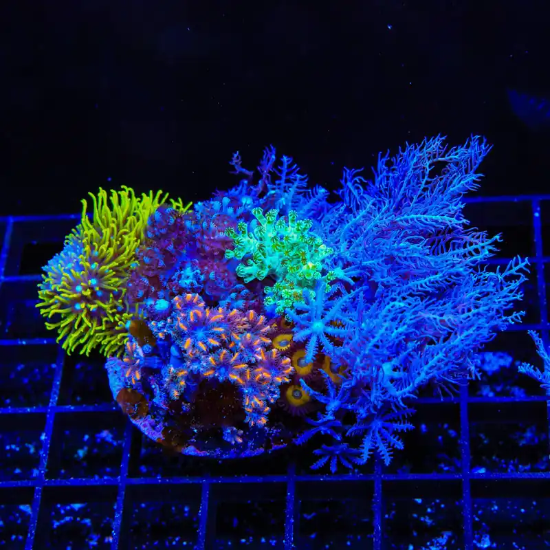Soft Coral Combo Leather Coral - TSA Coral