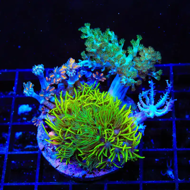 Soft Coral Combo Leather Coral - TSA Coral
