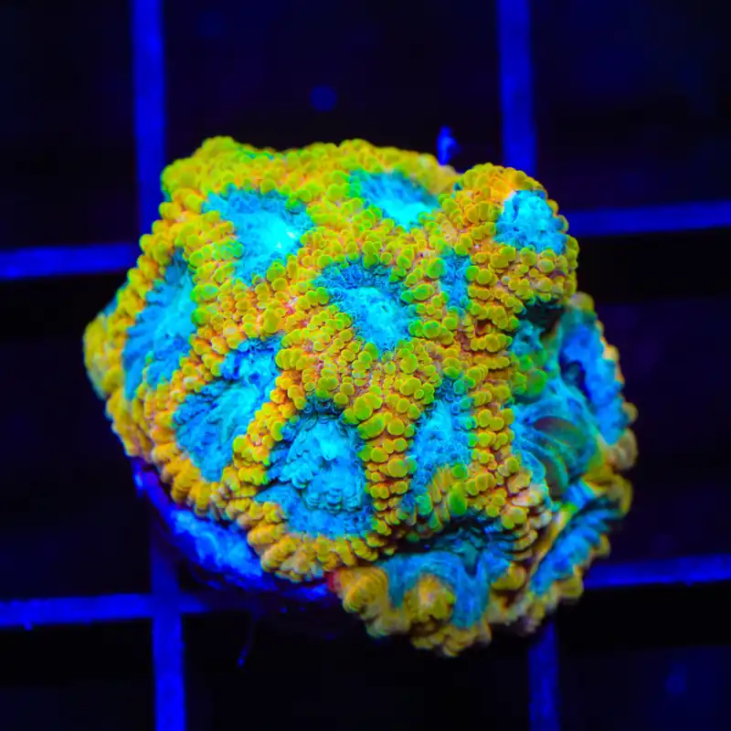 Favia of the Gods Favia Coral - TSA Coral