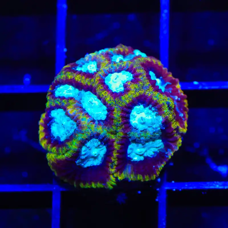 Ultron Favia Coral - TSA Coral
