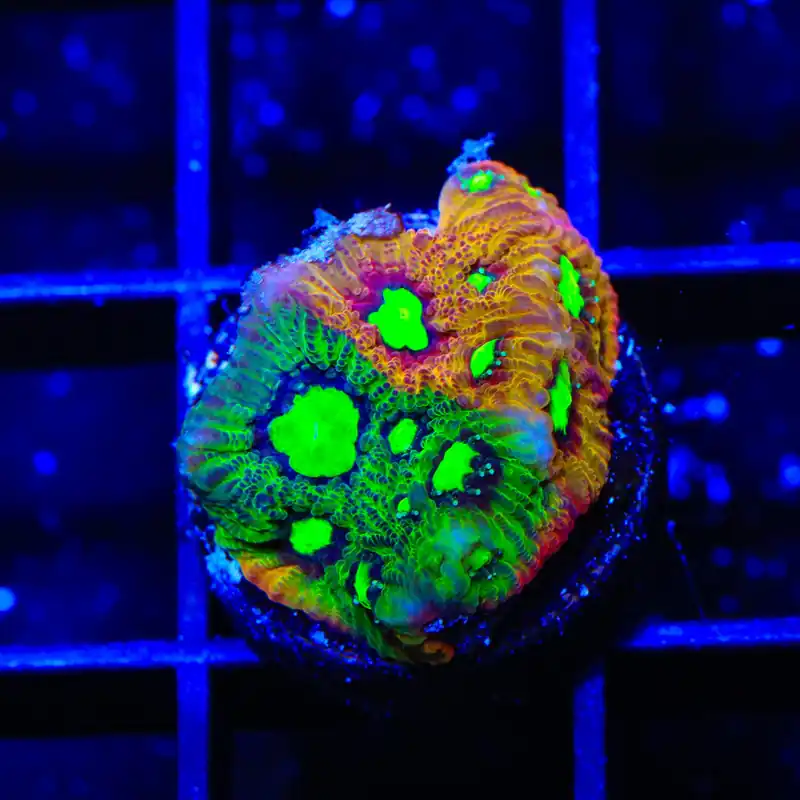 TSA Rain Dance Favia Coral - TSA Coral