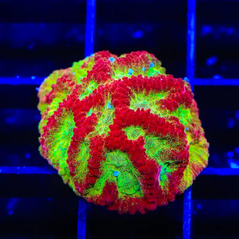 TSA McFavia Favia Coral - TSA Coral