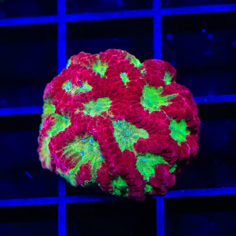 TSA McFavia Favia Coral - TSA Coral