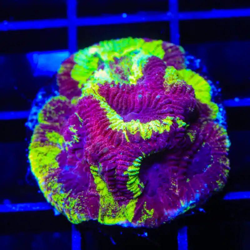 TSA Black Mamba Favia Coral - TSA Coral