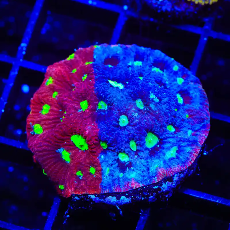 CB Bloodbath Favia Coral - TSA Coral