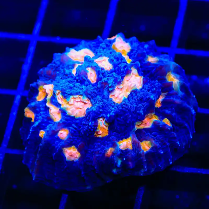 TSA Hot Spot Chalice Coral - TSA Coral