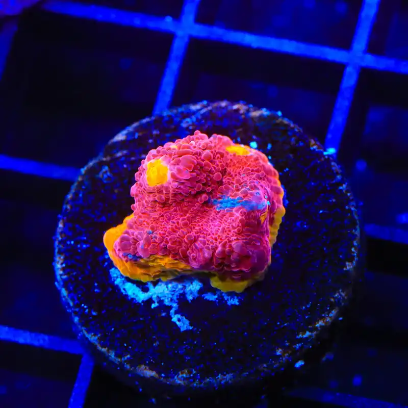 TSA Rainbow Soup Chalice Coral - TSA Coral