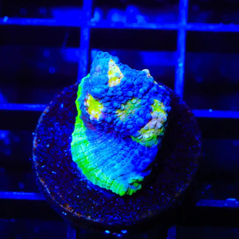 PPE Chalice Coral - TSA Coral