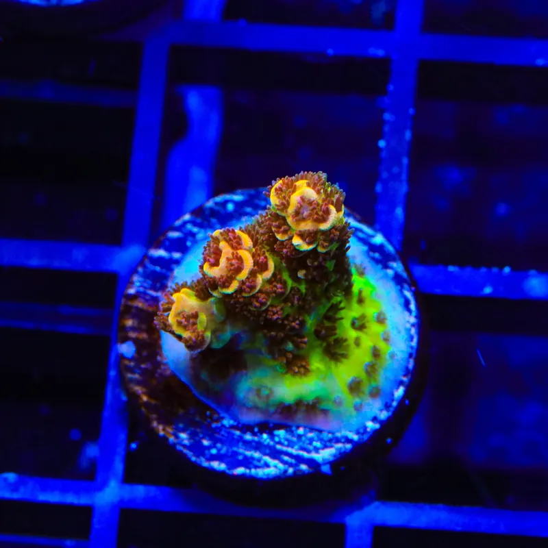 TSA Lion O Acropora Coral - TSA Coral