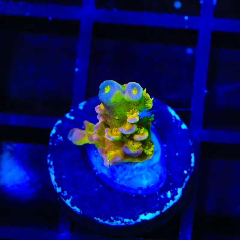 Walt Disney Tenuis Acropora Coral - TSA Coral