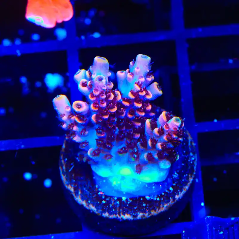 TSA Fruity Pebbles Acropora Coral - TSA Coral
