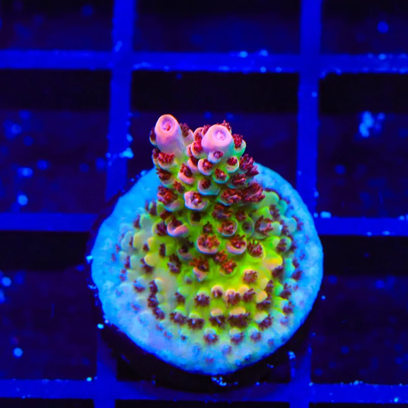 TSA Princess Peach Acropora Coral - TSA Coral