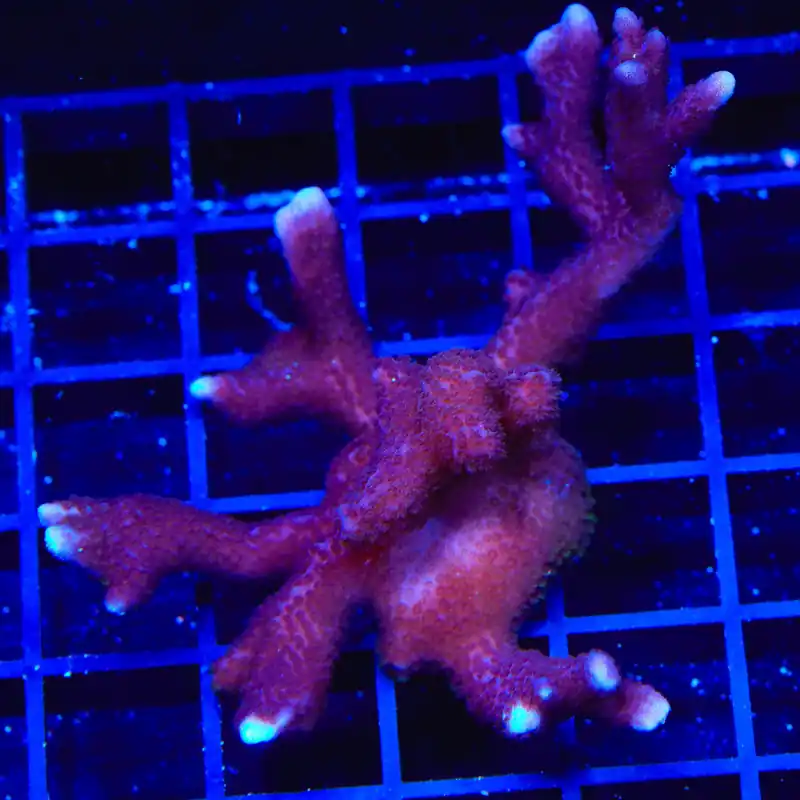 ORA German Blue Digitata Montipora Colony Coral - TSA Coral