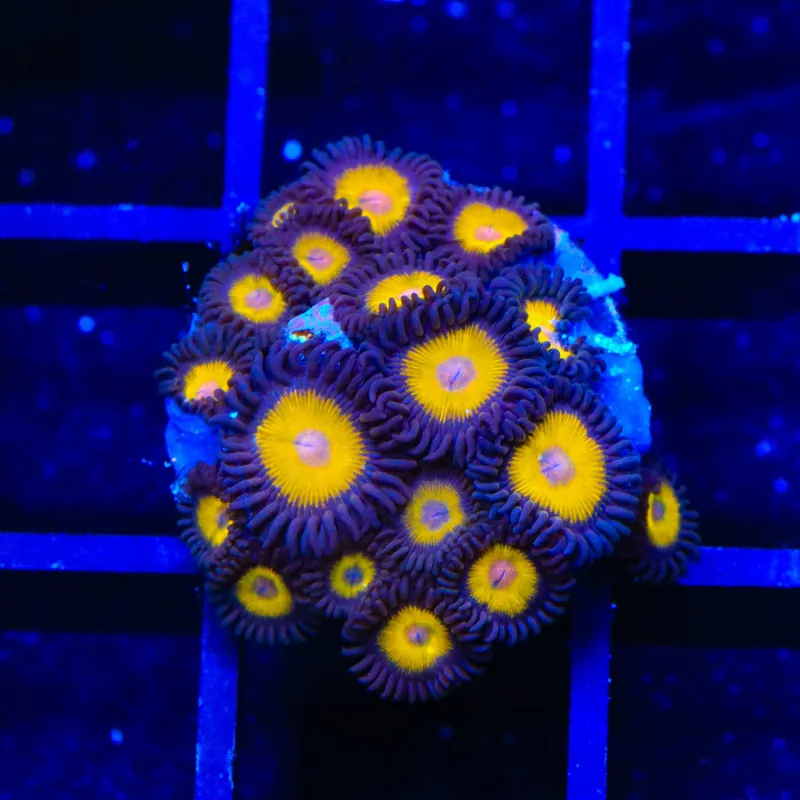 Vulcan Blood Zoanthids XL Frag Coral - TSA Coral