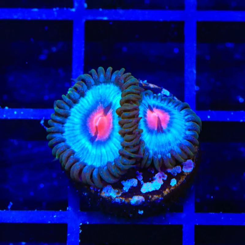 Miami Vice Zoanthids Coral - TSA Coral